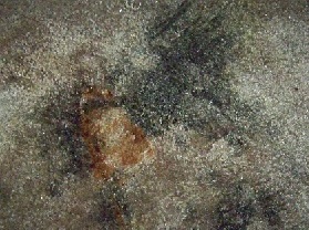 mould removal from fabric
